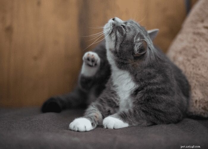 7 Expert Tips for Maintaining Clean & Healthy Cat Ears