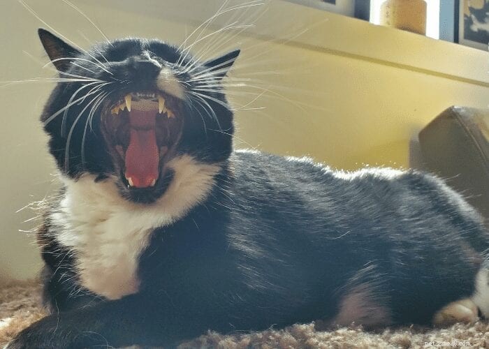 Cat Bad Breath: How to Tell if Feline Halitosis Signals a Health Issue
