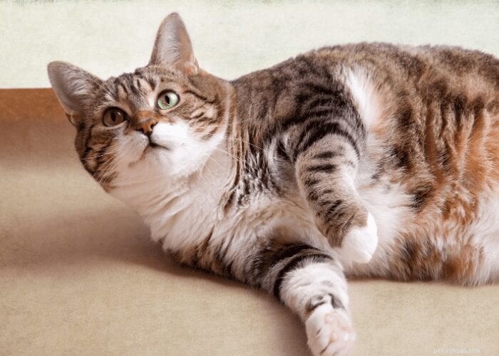 Cat Bad Breath: How to Tell if Feline Halitosis Signals a Health Issue