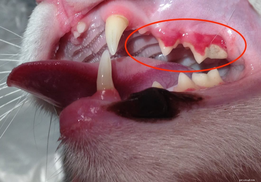 Understanding Feline Tooth Resorption: Causes, Symptoms, and Care