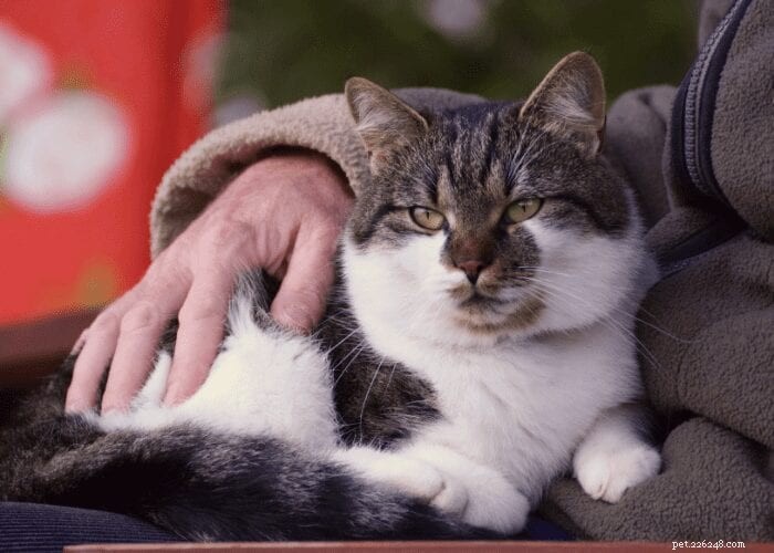 How to Care for Your Senior Cat: Practical Tips for a Comfortable Golden Age