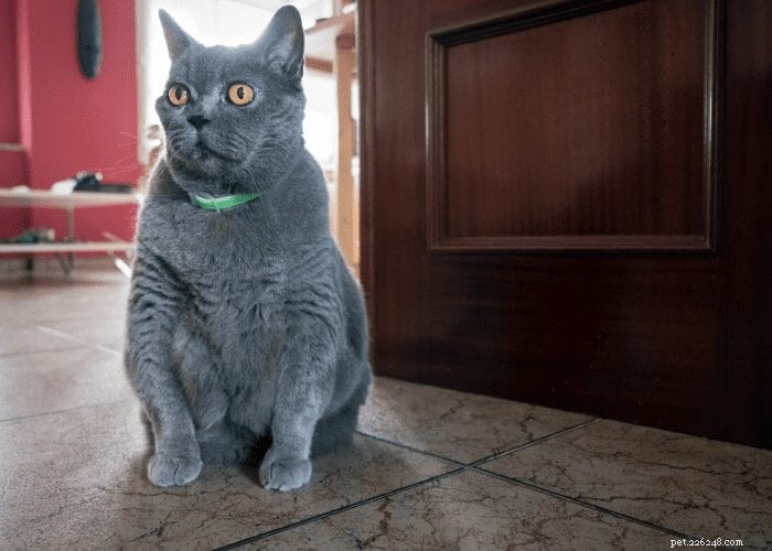 How to Care for Your Senior Cat: Practical Tips for a Comfortable Golden Age