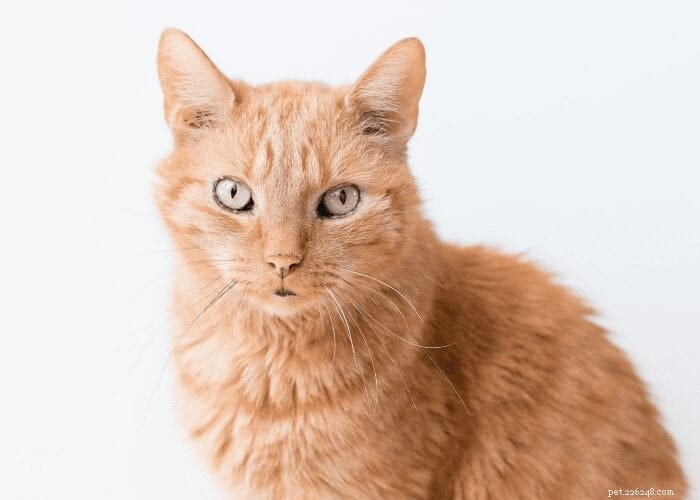 How to Care for Your Senior Cat: Practical Tips for a Comfortable Golden Age