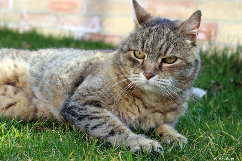 How to Care for Your Senior Cat: Practical Tips for a Comfortable Golden Age
