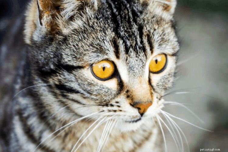 Understanding Why Cats Pee Outside Their Litter Box