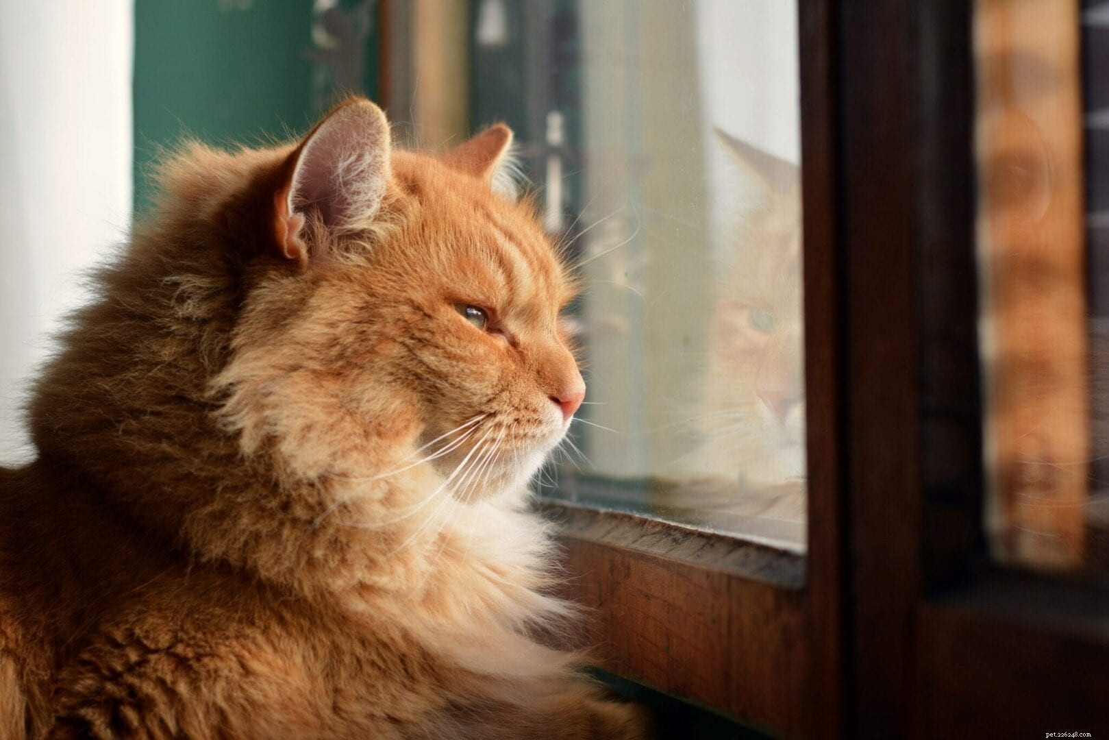 Understanding Why Cats Pee Outside Their Litter Box