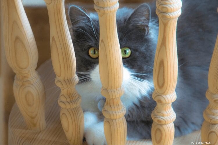 Understanding Why Cats Pee Outside Their Litter Box