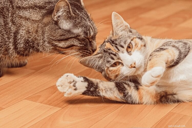 Understanding Why Cats Pee Outside Their Litter Box