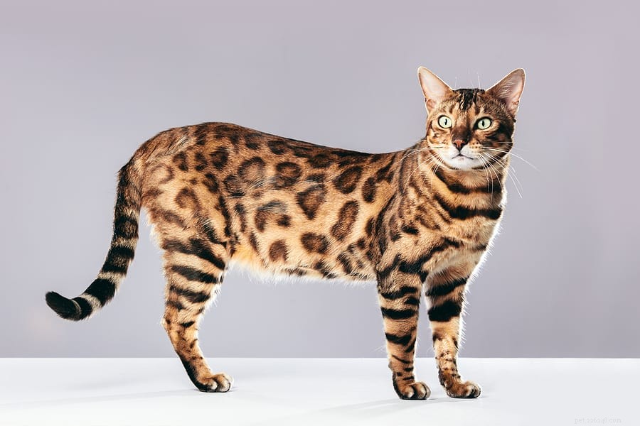 Is Your Cat Overweight? Key Signs & Tips to Protect Their Health