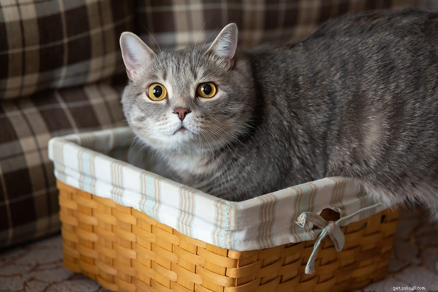 Is Your Cat Overweight? Key Signs & Tips to Protect Their Health