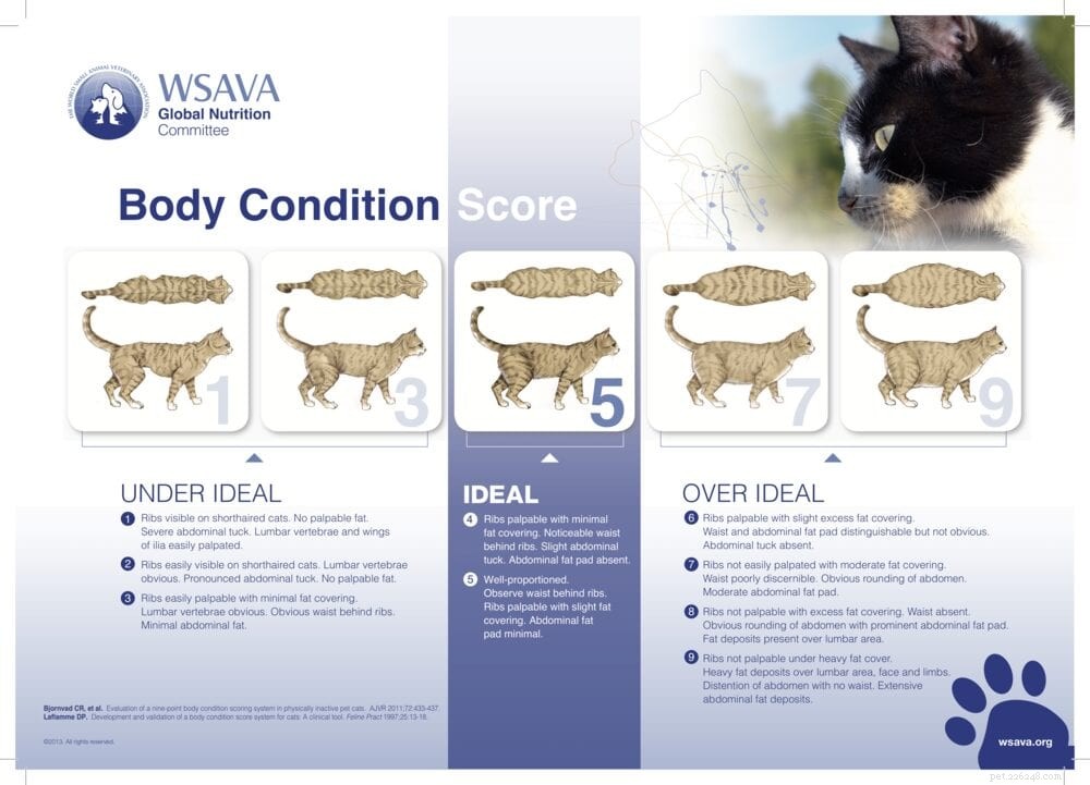 Is Your Cat Overweight? Key Signs & Tips to Protect Their Health