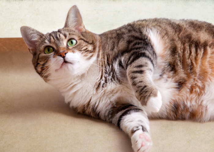 Effective Strategies for Safely Helping Your Cat Lose Weight