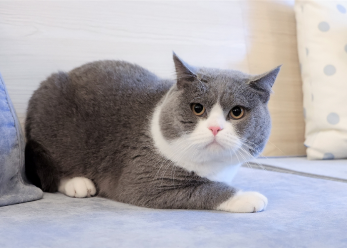 Effective Strategies for Safely Helping Your Cat Lose Weight