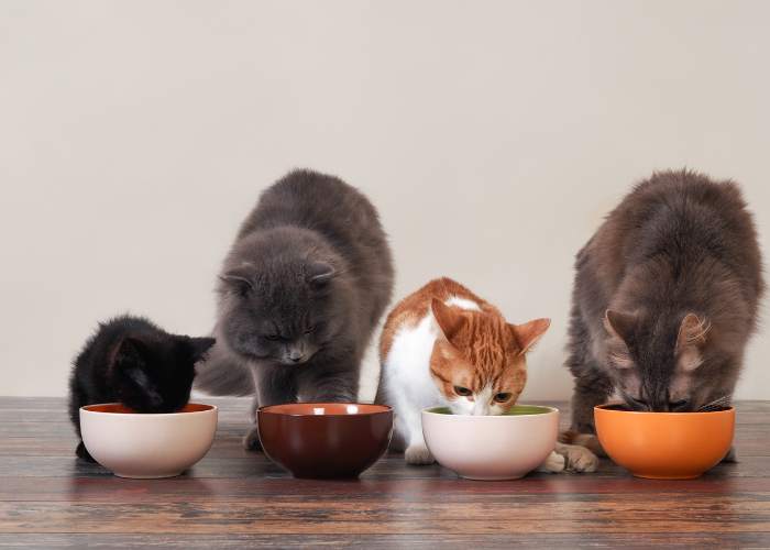 Effective Strategies for Safely Helping Your Cat Lose Weight