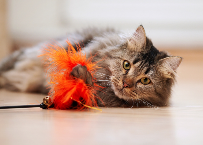 Effective Strategies for Safely Helping Your Cat Lose Weight