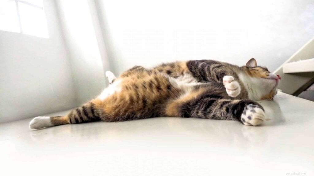 Understanding Post‑Neuter Fat Pads in Cats: Causes, Prevention, and Care