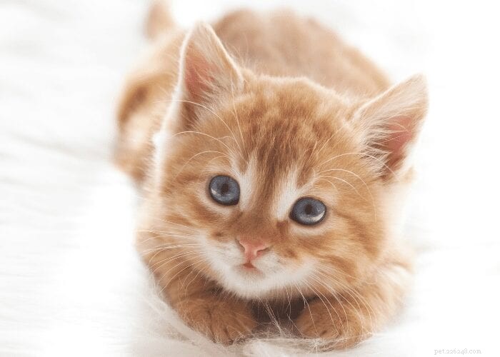 Why Cats Often Gain Weight After Spaying or Neutering: A Trusted Guide