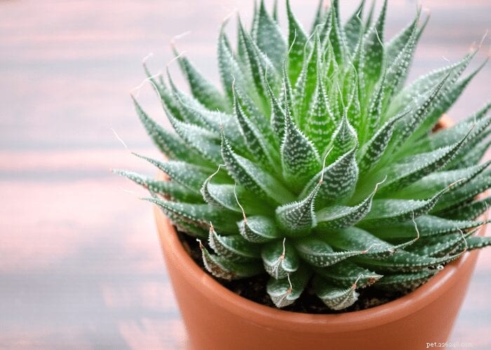 Houseplants That Endanger Cats: A Guide to Safe Indoor Greenery
