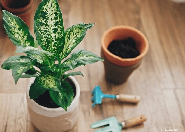 Houseplants That Endanger Cats: A Guide to Safe Indoor Greenery
