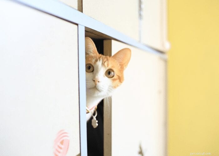 Why Cats Hide When Sick: Signs, Causes, and How to Respond