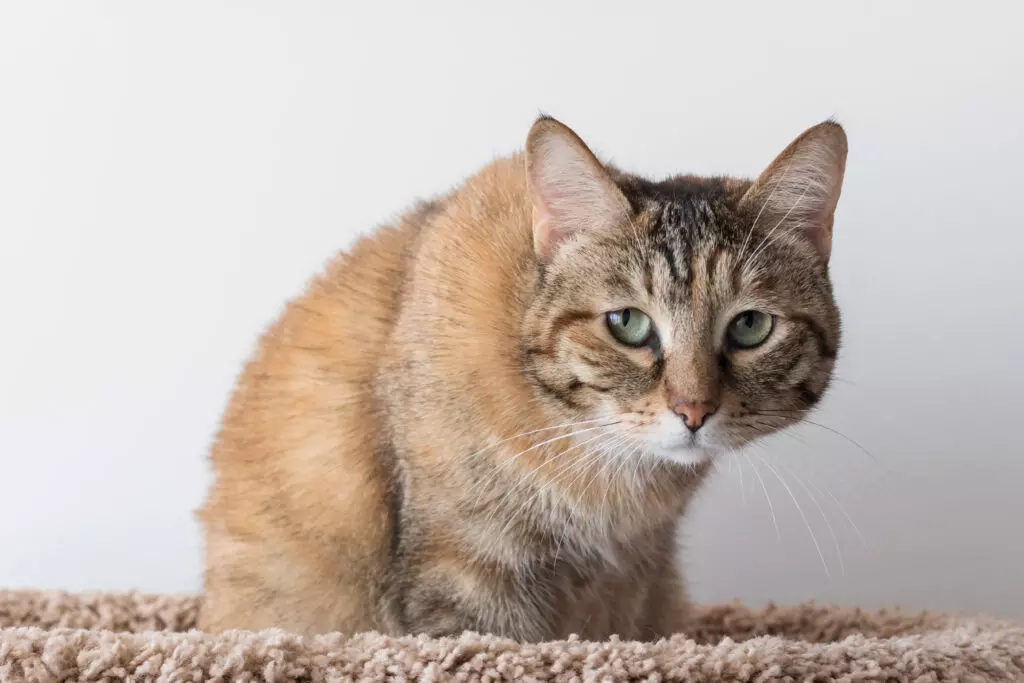 Why Cats Hide When Sick: Signs, Causes, and How to Respond