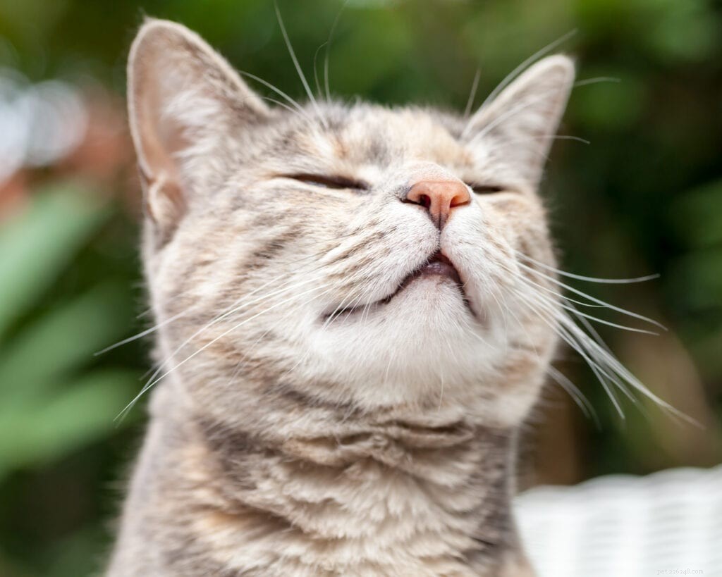 How Cat Pheromones Calm Anxiety: A Trusted Guide