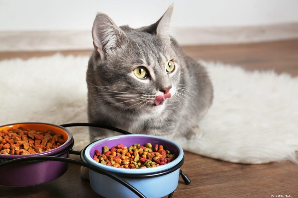 How Much Should You Feed Your Cat? Expert Feeding Guidelines