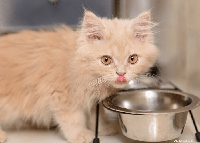 How Much Should You Feed Your Cat? Expert Feeding Guidelines