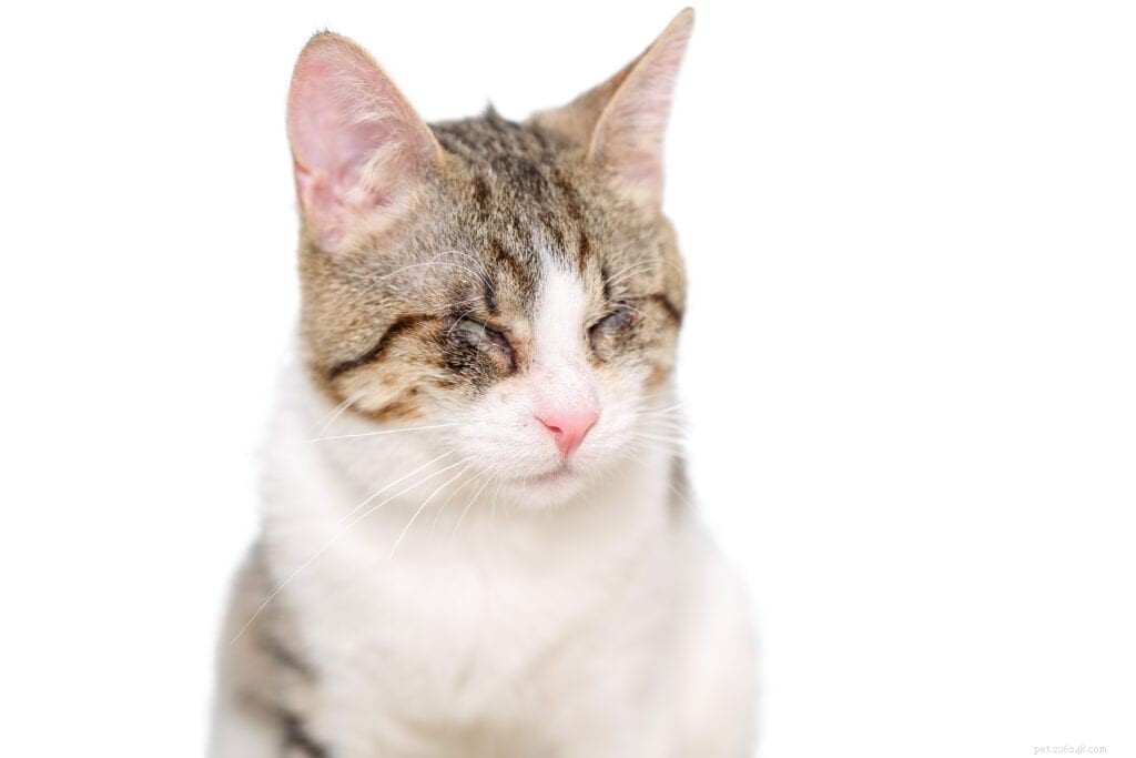 Cat Eye Discharge: Causes, Symptoms, and Treatment Tips