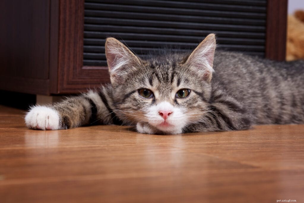 Cat Eye Discharge: Causes, Symptoms, and Treatment Tips