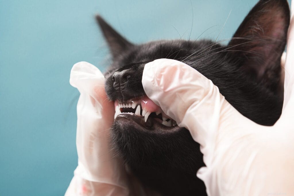 Why Does My Cat’s Breath Smell Like Fish? Here’s What You Need to Know