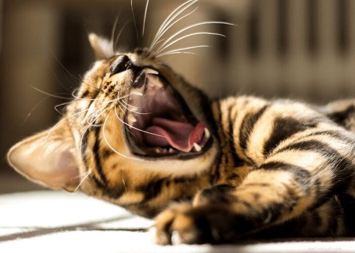 Why Does My Cat’s Breath Smell Like Fish? Here’s What You Need to Know