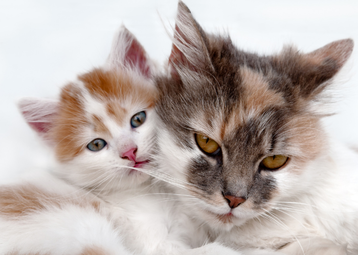 When Will My Cat Stop Growing? A Guide to Kitten Development