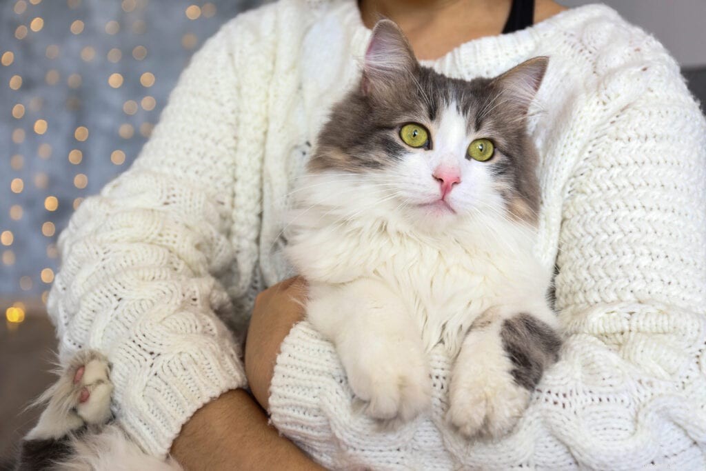 When Will My Cat Stop Growing? A Guide to Kitten Development