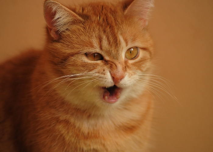 Is Your Cat Wheezing? Essential Signs and Quick Steps to Take