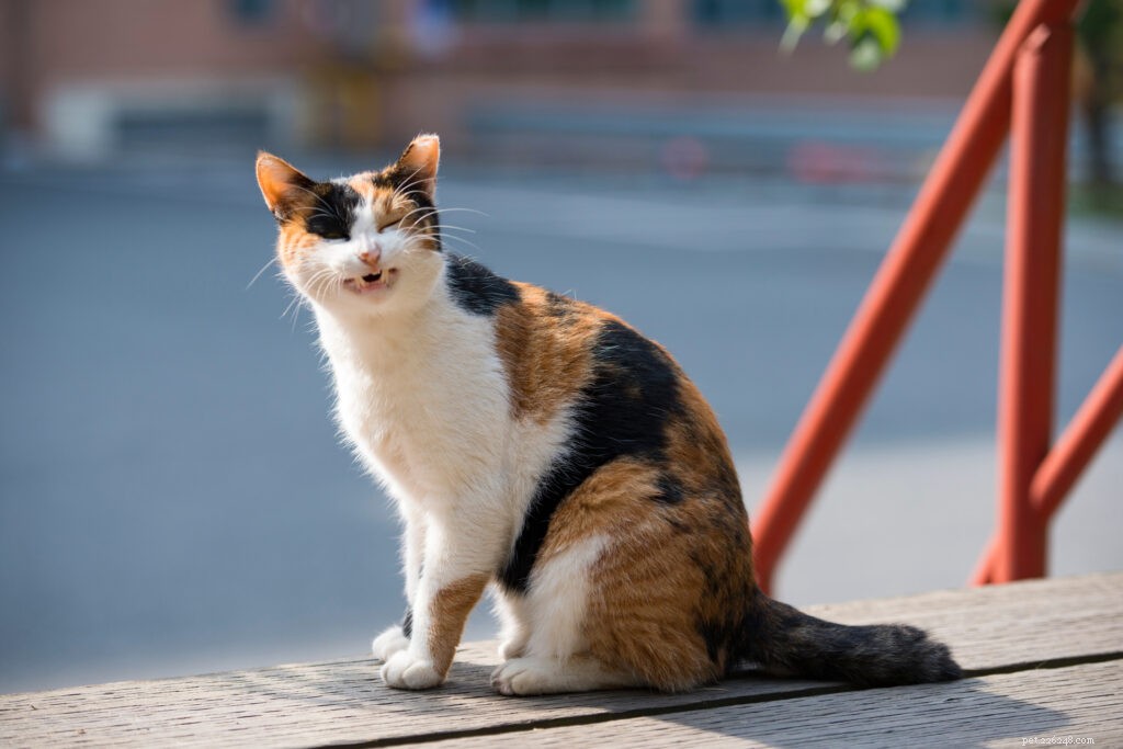 Is Your Cat Wheezing? Essential Signs and Quick Steps to Take