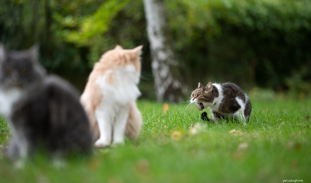 Understanding Why Your Cat Vomits: Causes, Symptoms, and Solutions