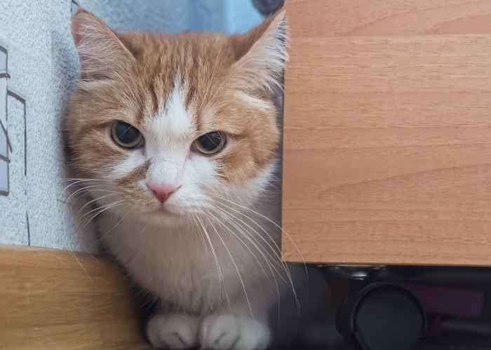 Understanding Why Your Cat Vomits: Causes, Symptoms, and Solutions
