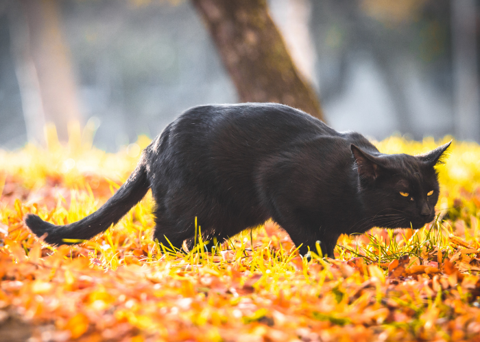 Understanding Why Your Cat Vomits: Causes, Symptoms, and Solutions