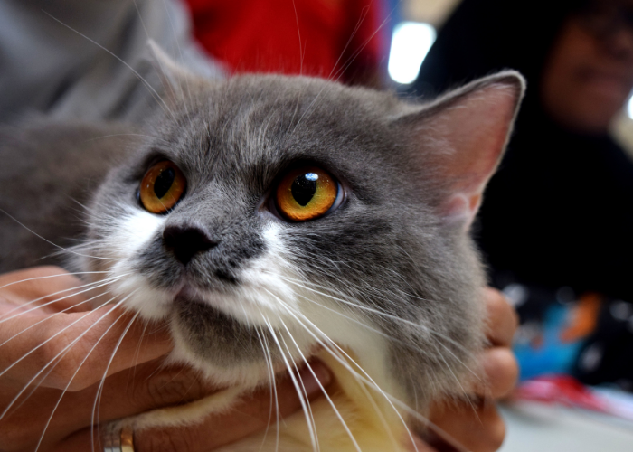 Do Cats See Color? A Clear Look at Feline Vision