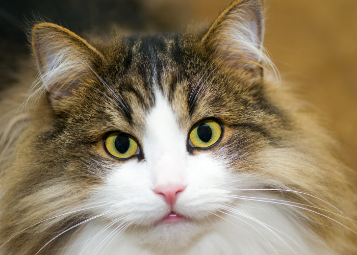 Do Cats See Color? A Clear Look at Feline Vision