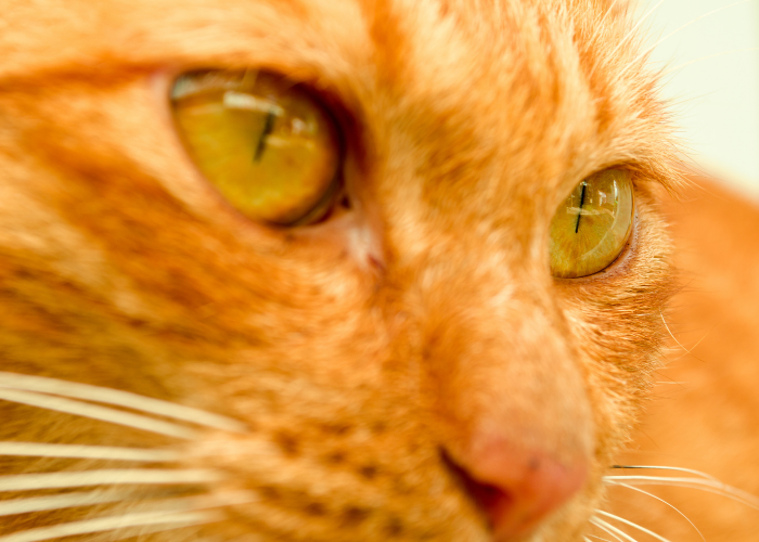 Do Cats See Color? A Clear Look at Feline Vision
