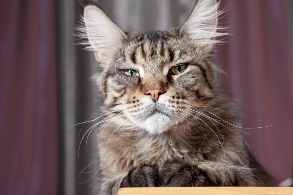 Essential Eye Health Guide: Recognizing and Managing Common Cat Eye Problems