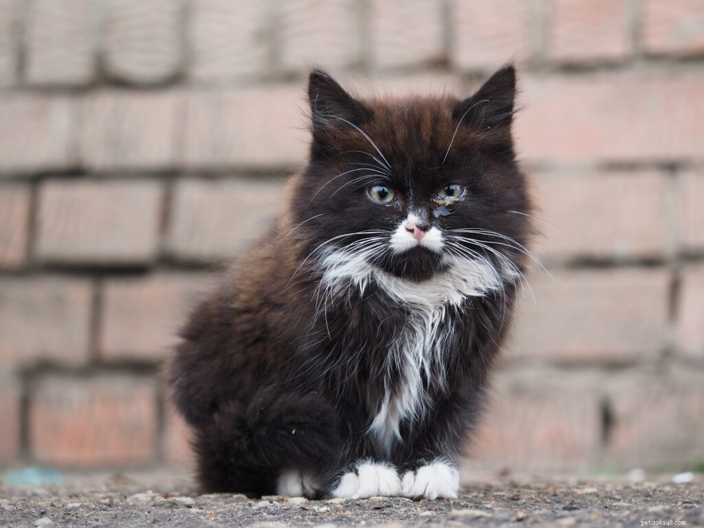 Essential Eye Health Guide: Recognizing and Managing Common Cat Eye Problems
