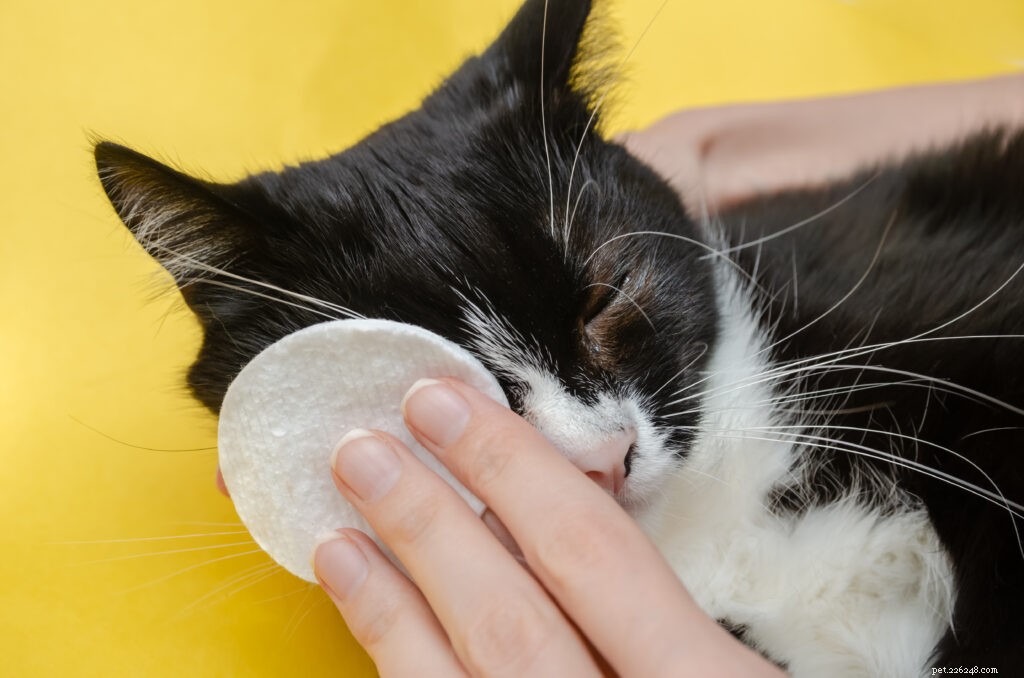 Essential Eye Health Guide: Recognizing and Managing Common Cat Eye Problems