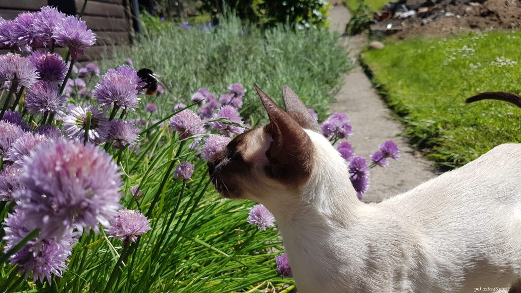 How to Safely Treat a Bee Sting on Your Cat