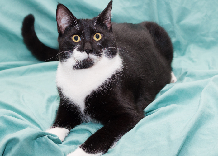 10 Common Stress Triggers in Cats and How to Mitigate Them