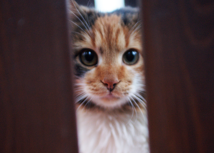 10 Common Stress Triggers in Cats and How to Mitigate Them