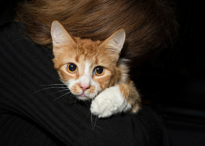 10 Common Stress Triggers in Cats and How to Mitigate Them