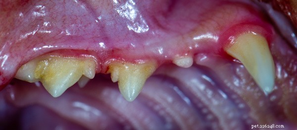 Understanding Cat Stomatitis: Essential Information for Cat Owners